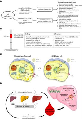 Lysosomal acid lipase deficiency: A rare inherited dyslipidemia but potential ubiquitous factor in the development of atherosclerosis and fatty liver disease